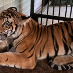 Tigress Died Of Bird Flu In Up Forest Workers Alert In Uttarakhand Too – Amar Ujala Hindi News Live