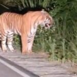 Uttarakhand:जंगलों में बढ़ी बाघों की दहाड़, 16 साल में 215 % हुई बढ़ोतरी, राजाजी टाइगर रिजर्व की अहम भूमिका – Tiger Population Rises In Uttarakhand Forests 215% Increase In The State Over 16 Years