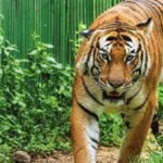 अल्मोड़ा:घर के पास गोबर फेंकने गई नवविवाहिता को वन्यजीव ने उठाया, ग्रामीणों ने ढूंढा तो मिला शव, मचा कोहराम – A Woman Who Went To Throw Cow Dung Near Her House Was Attacked By A Tiger In Almora